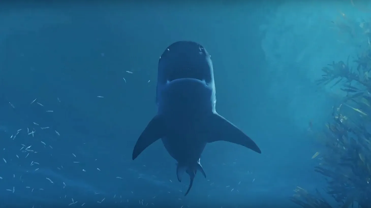 New Trailer For Maneater, The Open-World Shark RPG