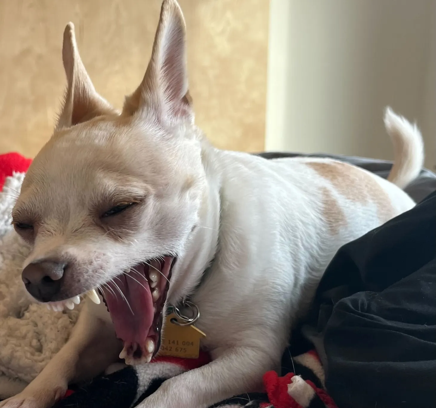 Weekend Warrior: Pet Edition – Say Hello To Our Furry Family